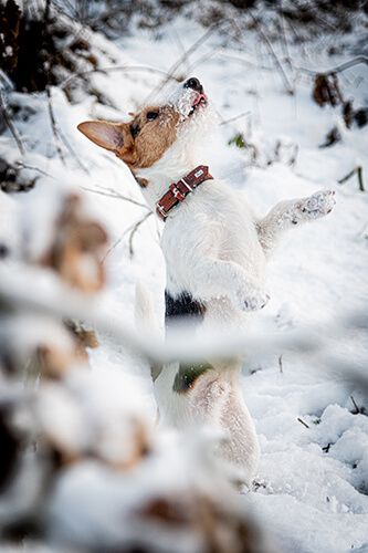 Jack Russell Terrier Schnee